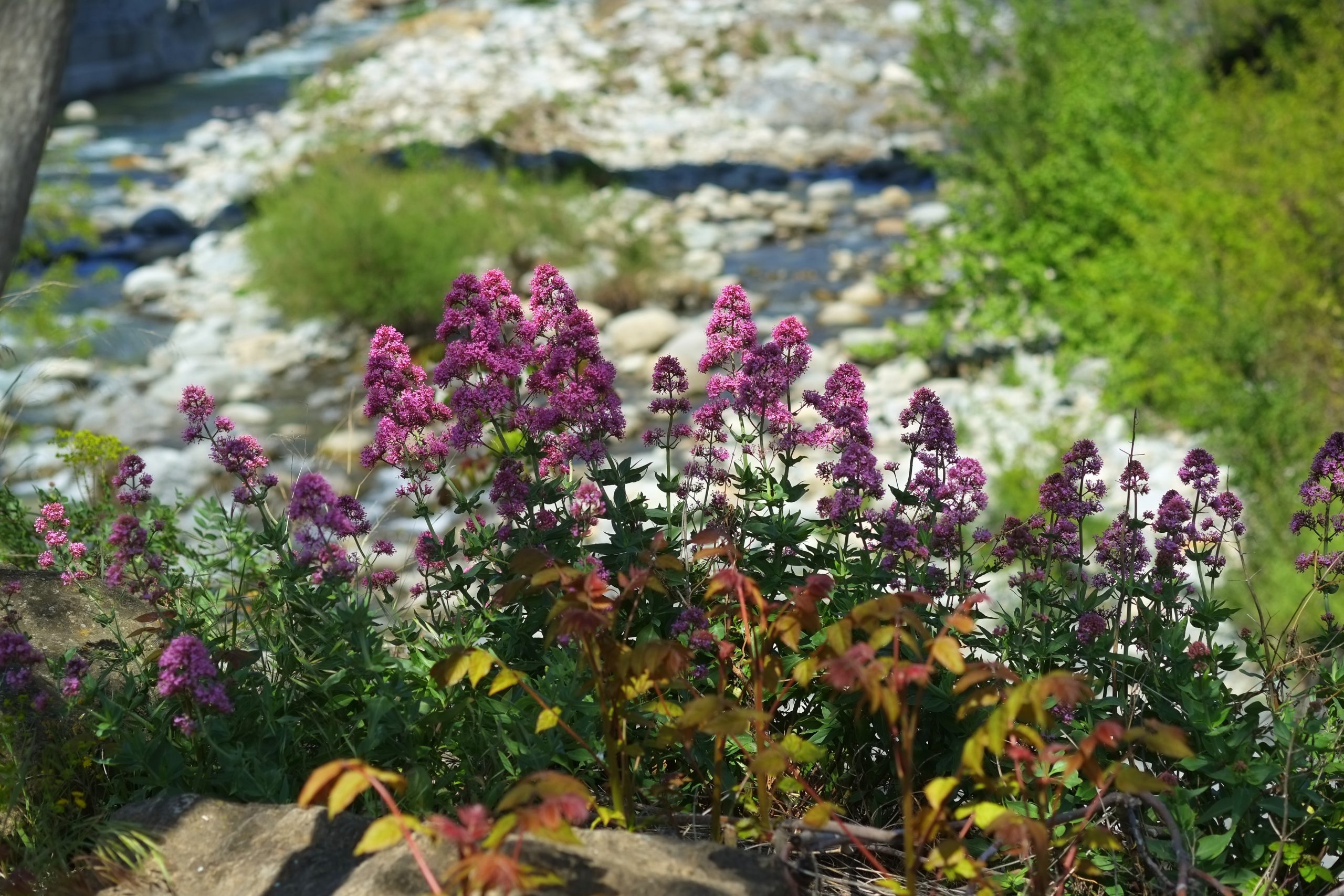 fleurs 1