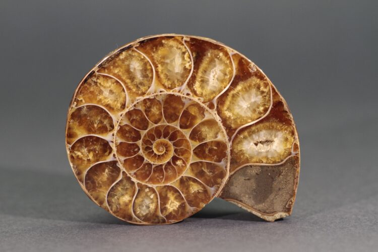 SALON DE LA MINÉRALOGIE ET DE PALÉONTOLOGIE