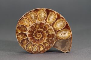 SALON DE LA MINÉRALOGIE ET DE PALÉONTOLOGIE