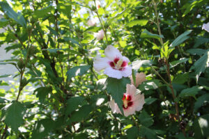 LES LILAS